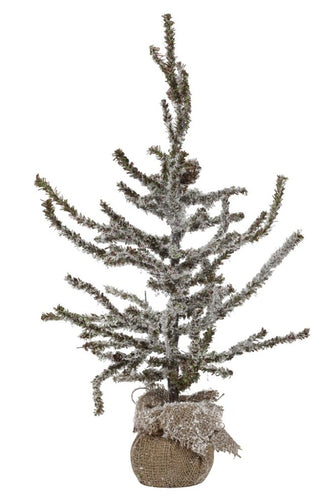 Pine grangren 50 cm.